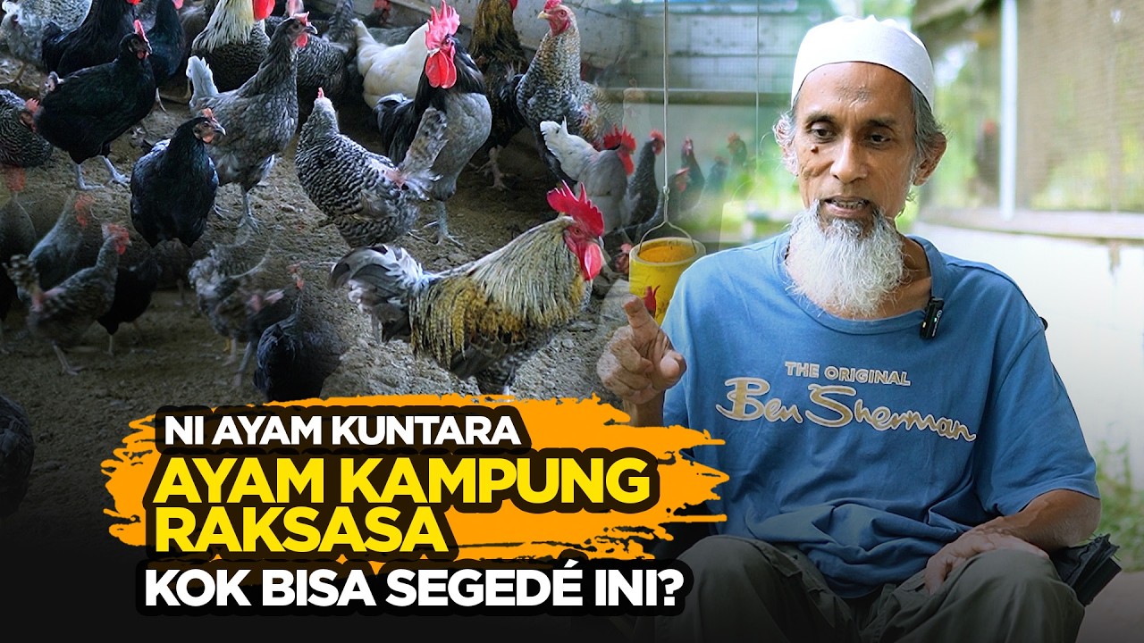 Panen Ayam Kampung Super Cepat, 2 Bulan 1 Kg