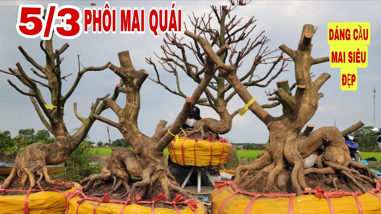5/3 Phôi mai quái dáng cầu mai siêu đỉnh ☎0907813169
