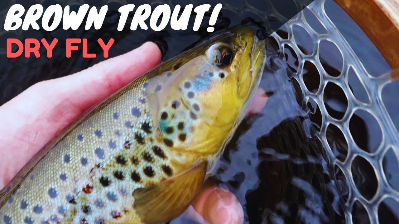 Autumn Brown Trout on Dry Flies - Fly Fishing Small Rivers