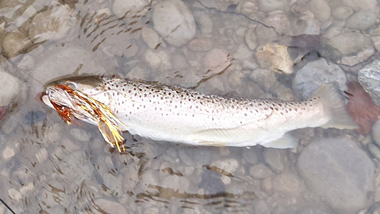 Hucho Fly Fishing | Brown trout on a hucho streamer