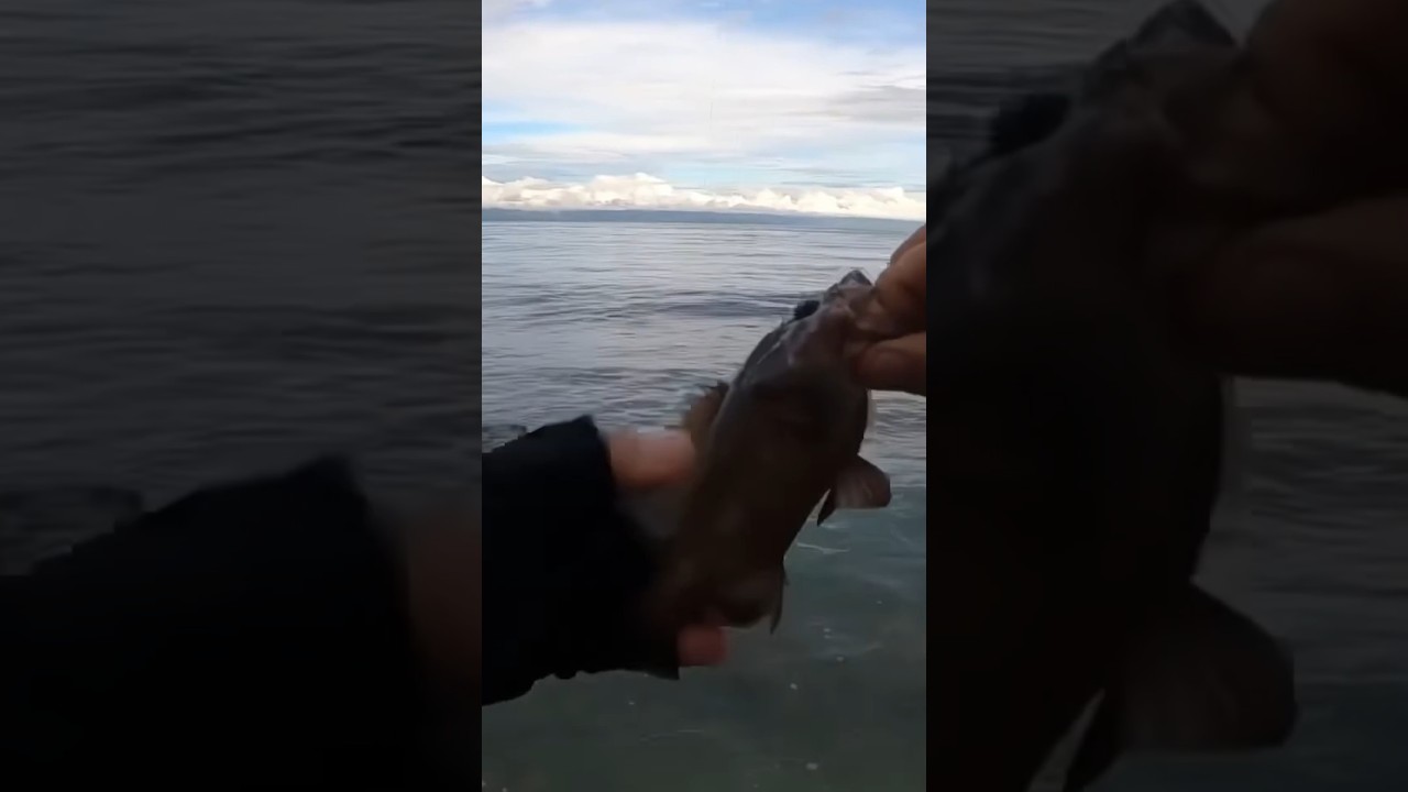 baby grouper catch &  release #shorecasting #fishinglife #shortvideo #fypシ゚viral