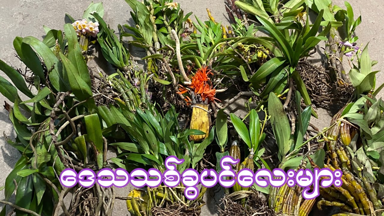 ပင်းတယသစ်ခွလေးများ