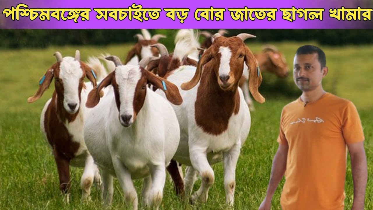 🔥🔥West Bengal Big Bore Goat Farm 😂 পশ্চিমবঙ্গের সবচাইতে বড় বোর জাতের ছাগলের কমার্শিয়াল খামার 🐐🐐