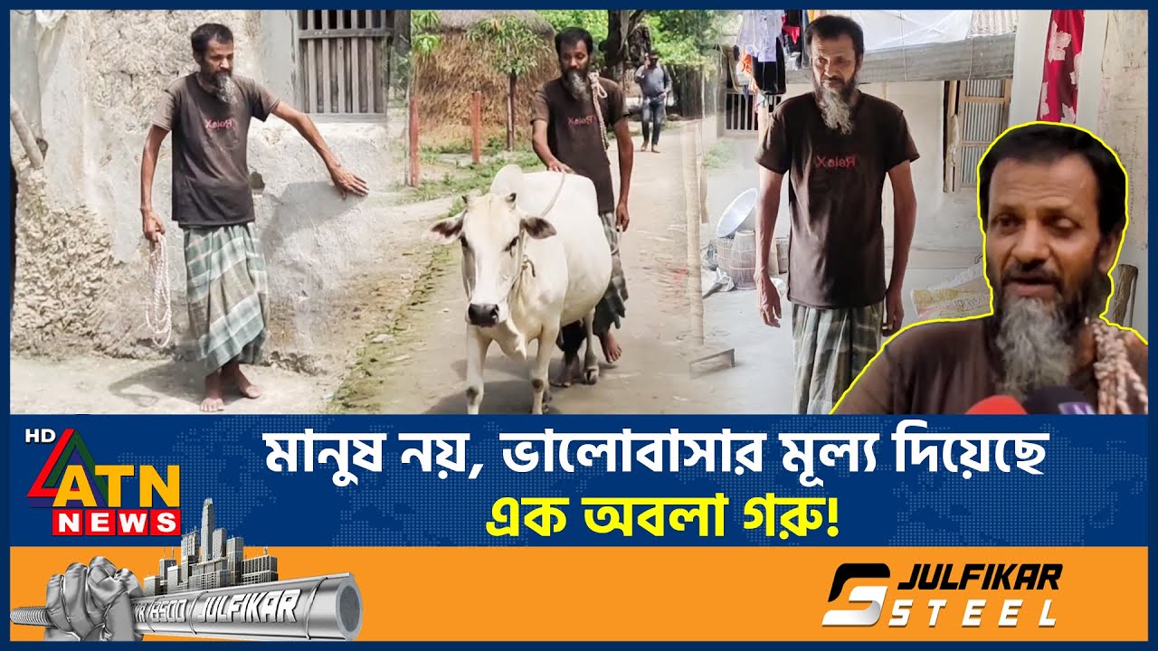 গরুটির দৃষ্টিতেই যেন পথ দেখতে পান অন্ধ কাজেম আলী! | Blind Kajem Ali | Cow Human Love | ATN News