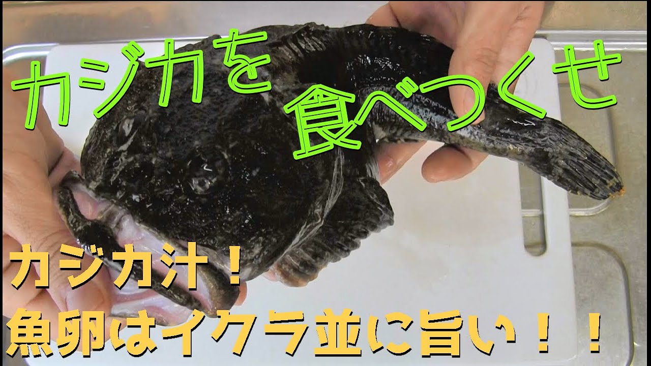 冬の美味　カジカを食べつくせ！！