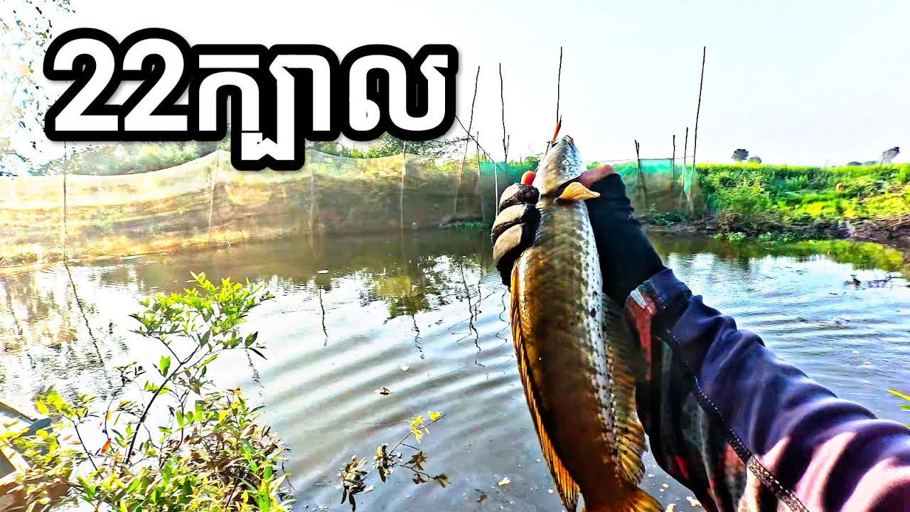 ប្លង់សម្បុកត្រីខាងទួលរាជា #FishingInCambodia2025 #SnakeheadFish #FishingTrip2025 #បបក់ត្រីស្រែ២០២៥