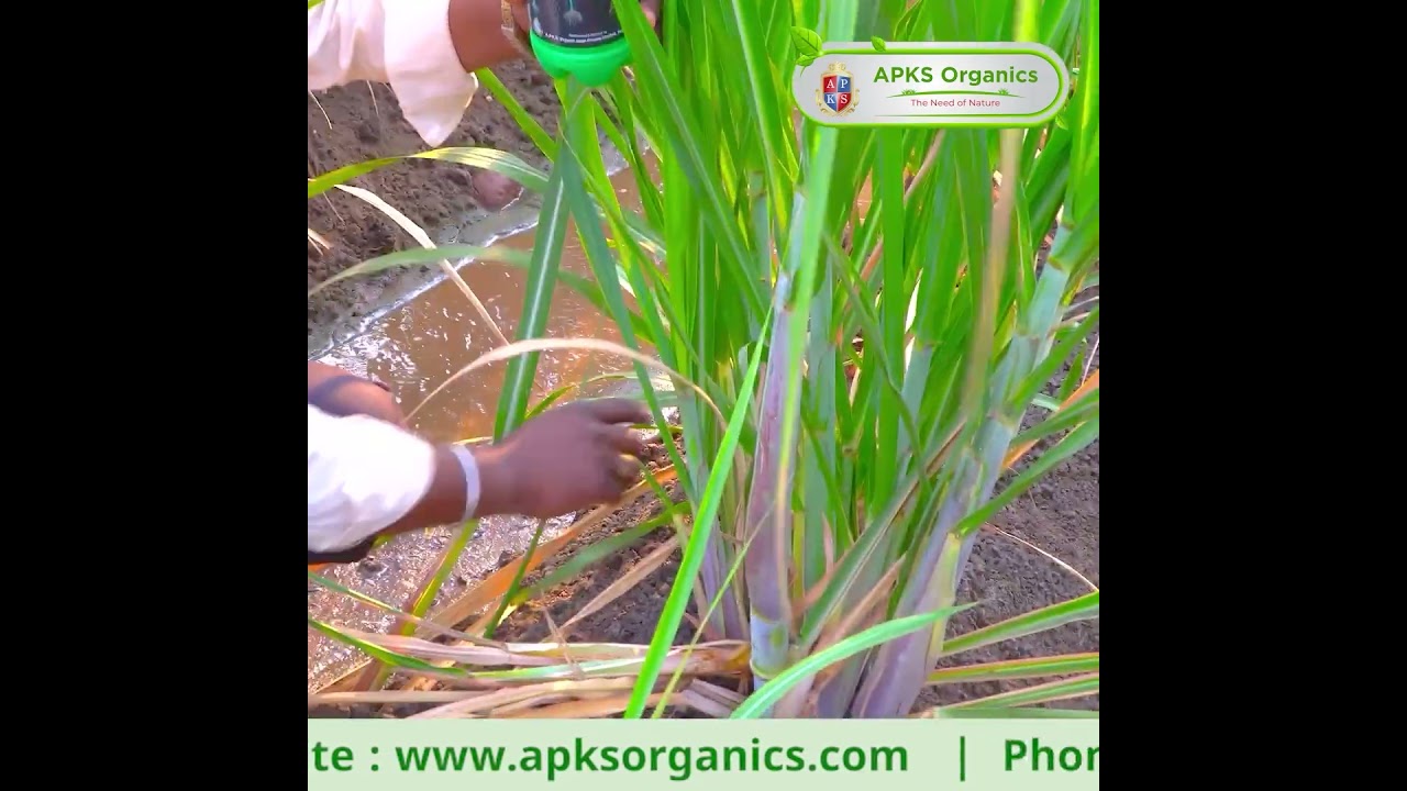 Sugarcane Online Farmer Mr. Mallappan giving feedback about our Products