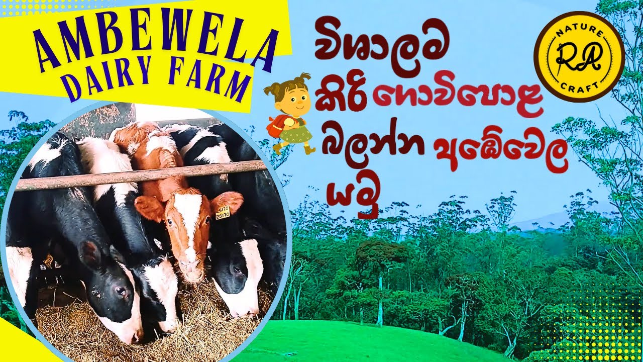 සුන්දර අඹේවෙල ගොවිපළ Ambewela New Zealand farm