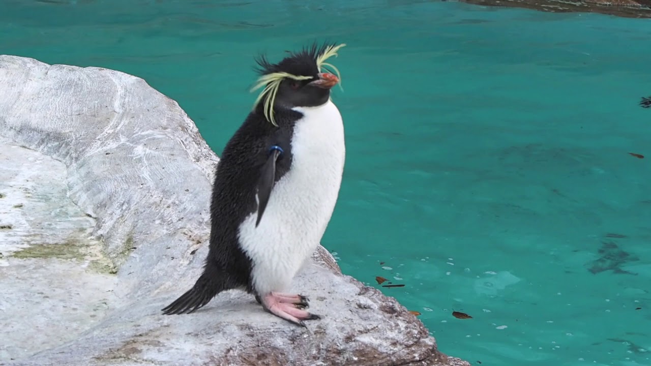 東山動植物園 ごはんタイムのイワトビペンギン 2018.12.28