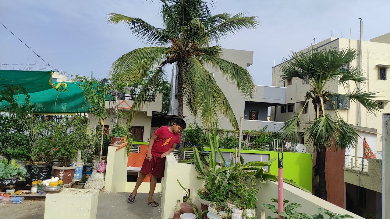 నల్లేరు ఉపయోగాలు మాట్లాడుకుంటూ నల్లేరు హార్వేస్టింగ్