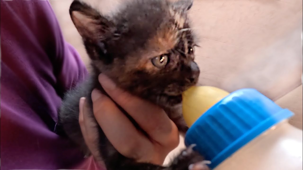 ３匹のうち生き残った１匹の捨て猫の赤ちゃんが、未来に向けて走り出す。 〜第14幕〜