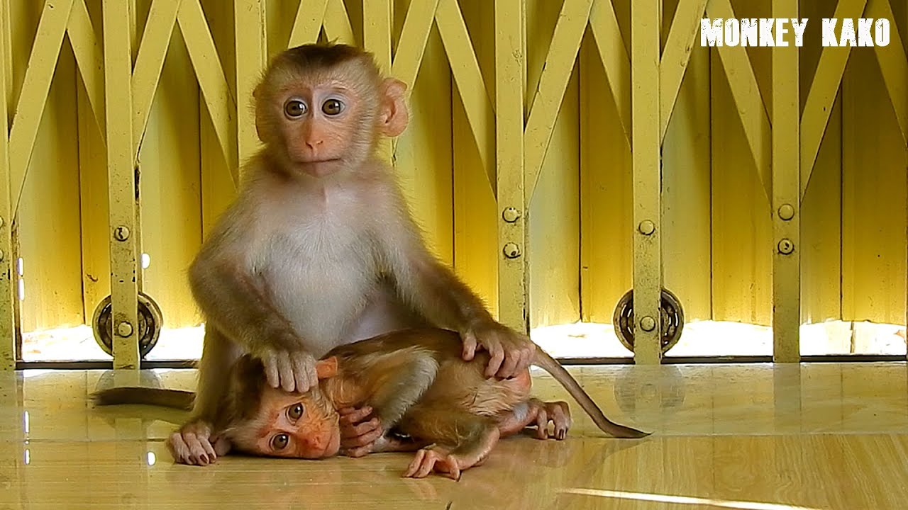 Million Lovely!! Baby Monkey Luna Take Care And Hugging Orphan Baby