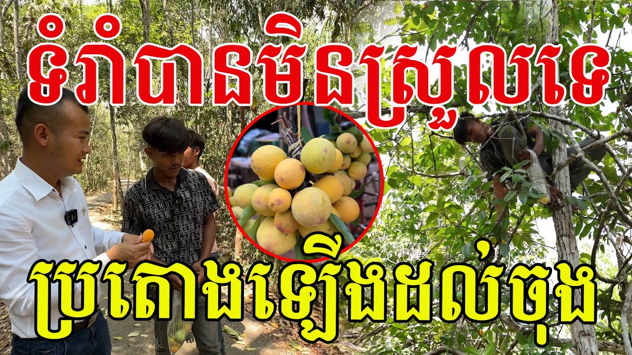 ទំរាំបានផ្លែមួយៗមិនស្រួលទេ តែប្អូនៗពូកែណាស់ដើម្បីជីវភាព