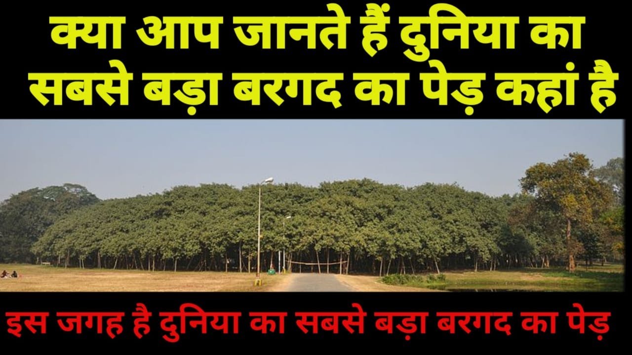India has the world's largest banyan tree, its name is recorded in the Guinness World Records.