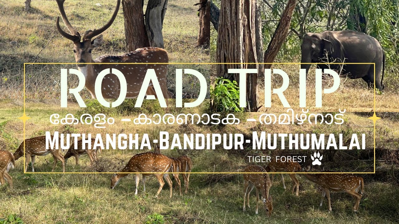 MUTHANGHA|BANDIPUR|MUTHUMALAI-TiGER RESERVE FOREST #bandipurtigerreserve#muthanga#forest#muthumalai