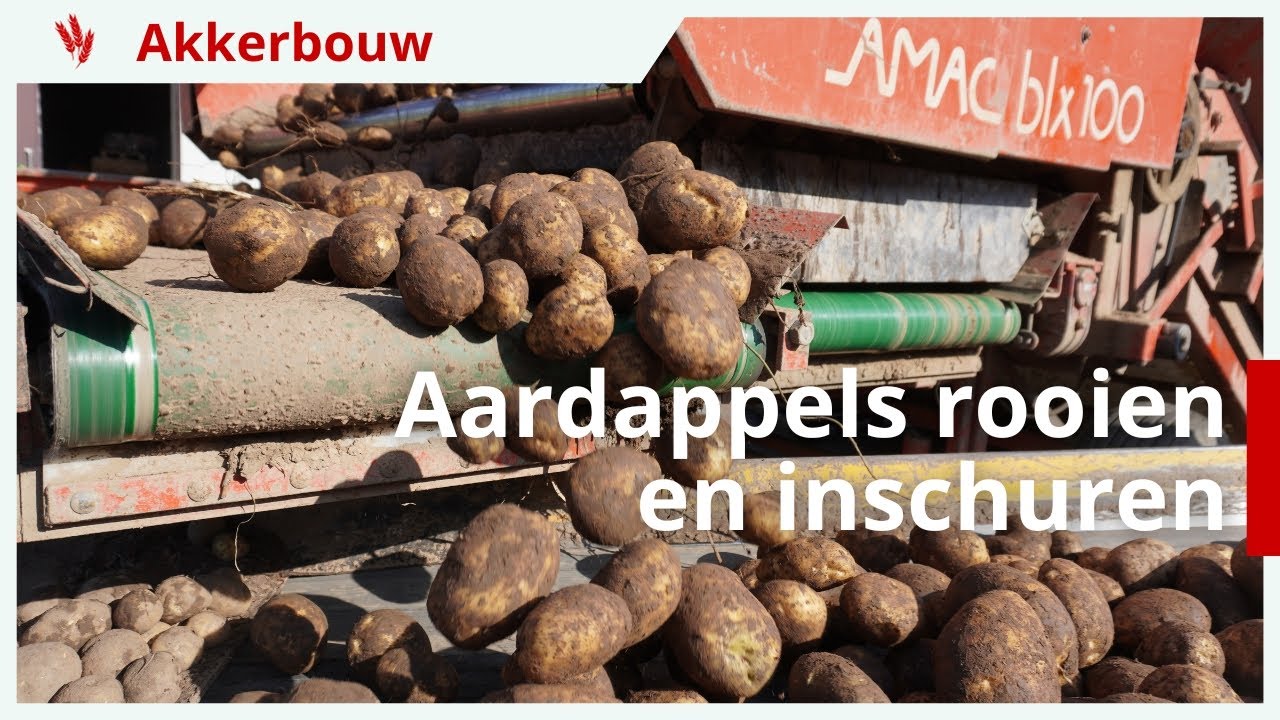 Aardappels rooien en inschuren onder perfecte omstandigheden
