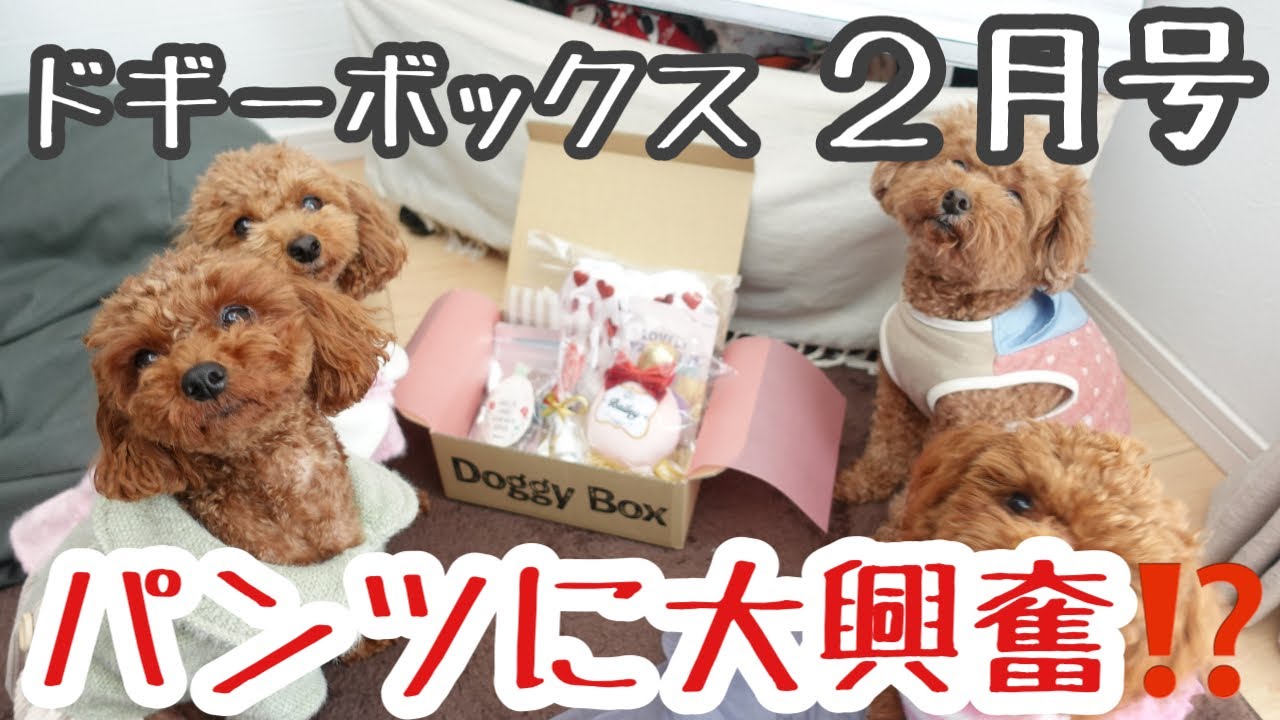 【ドギーボックス 2月 】パンツに大興奮する愛犬‼︎飼い主とトイプーが大騒ぎw（Doggy Box開封）（トイプードル）