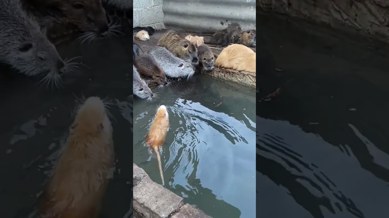 Нутрии в загоне
