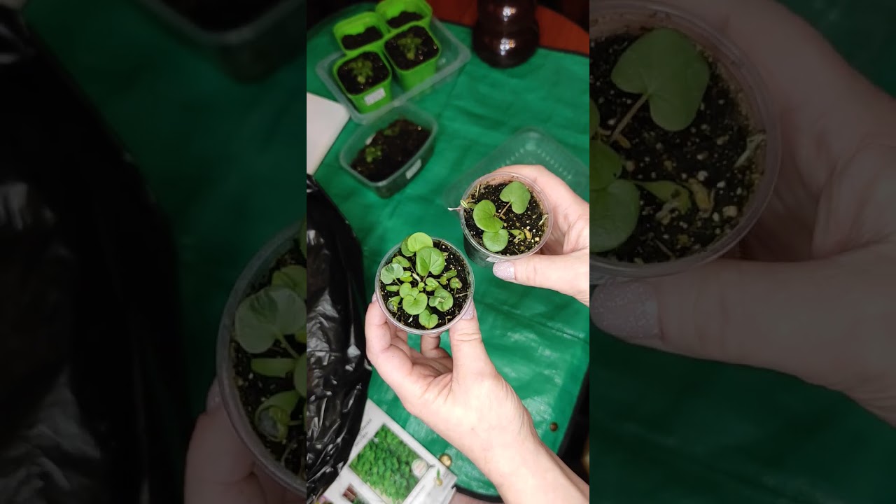 Пересадка Экзакума и Дихондры 