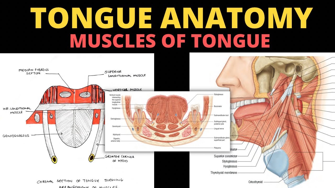 Muscles of Tongue | Tongue Anatomy (3/5) | Head & Neck