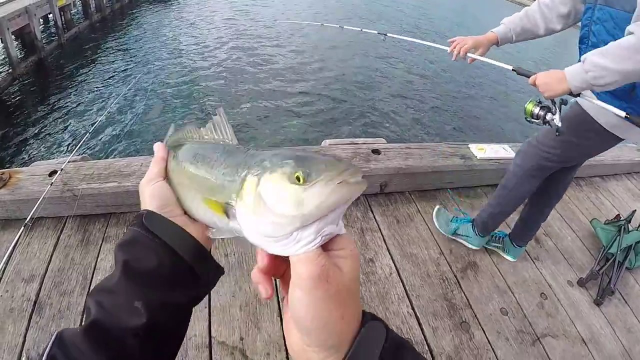 Salmon Fishing off pier - Mornington Peninsula