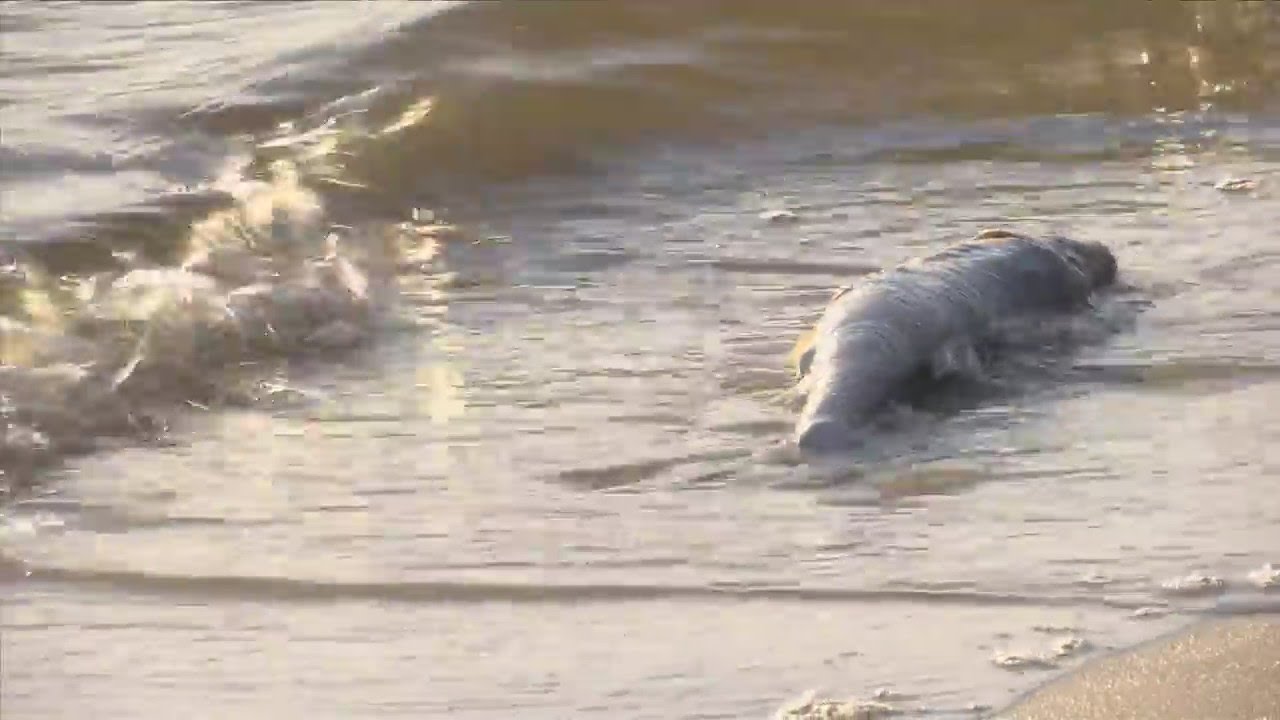 Gulf County feeling the impacts of Red Tide