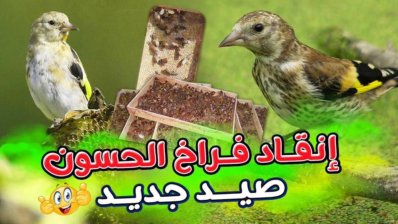 طريقة التعامل مع فراخ الحسون صيد جديد للعودة من الموت الى الحياة دون موته و معرفة الذكر من الانثى 🔥🔥