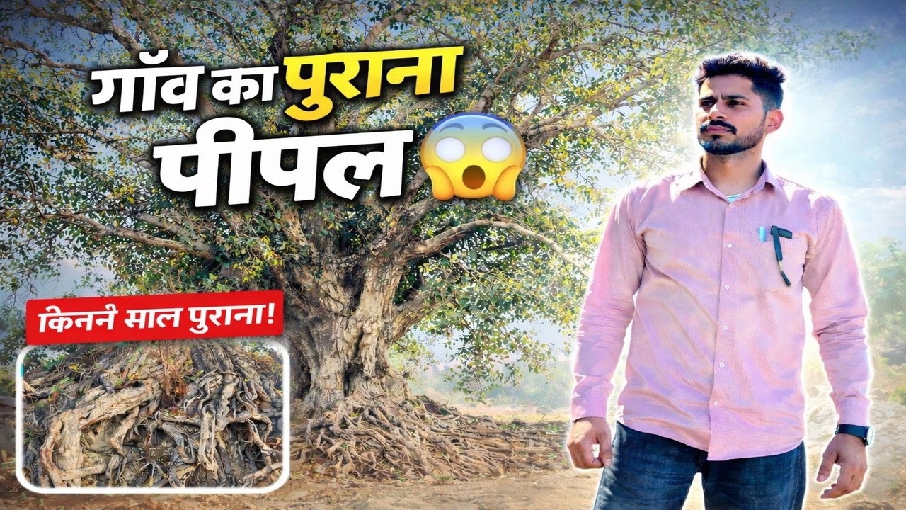 गाँव का सबसे पुराना पेड़ ।। किसने/कब लगाया ।। कितना पुराना #mohanmehra #arnianwali #nature #viral 