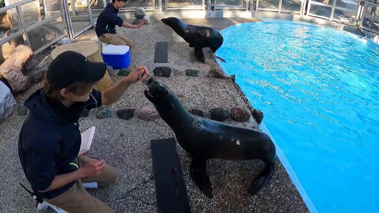 2頭のオットセイが仲間入り！ようこそハマスイへ！