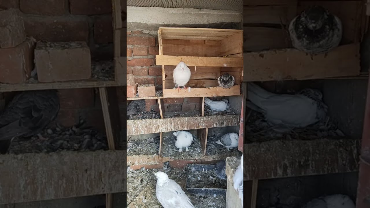 Faizabad (Ayodhya) Pigeons World  is live!