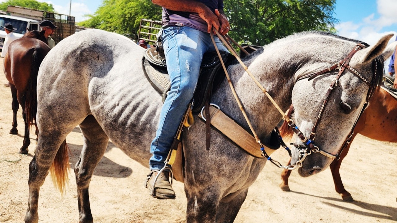 FEIRA DE CAVALOS EM ALTINHO-PE  07-03-2026 #nordeste