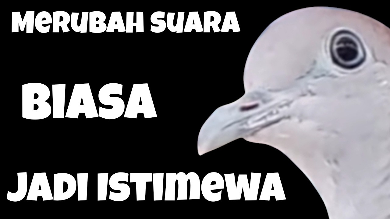 DARI BIASA JADI ISTIMEWA ,,,CARA MERUBAH KWALITAS SUARA BURUNG PERKUTUT MENJADI LEBIH BAGUS