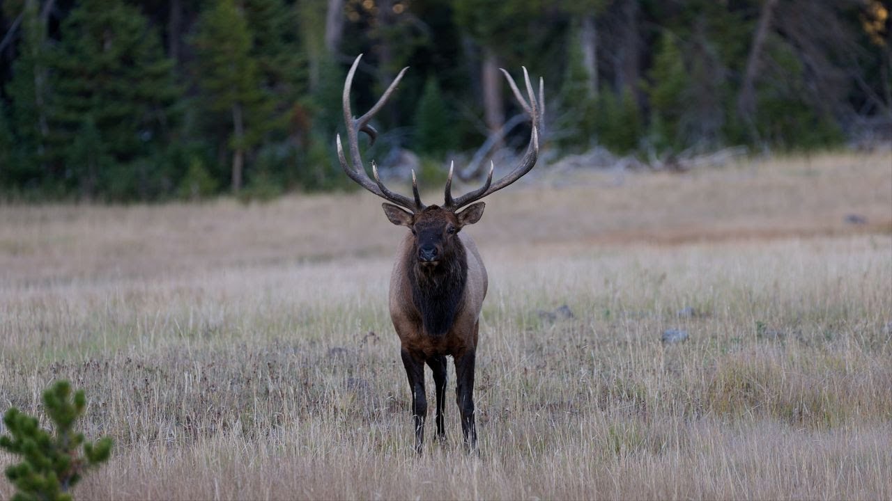 Yellowstone NP, Elk Rut Season
