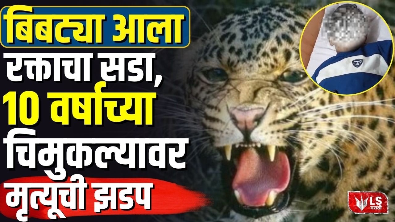 Pune Leopard Attack News | 10 वर्षांच्या चिमुरड्यावर बिबट्याची झडप