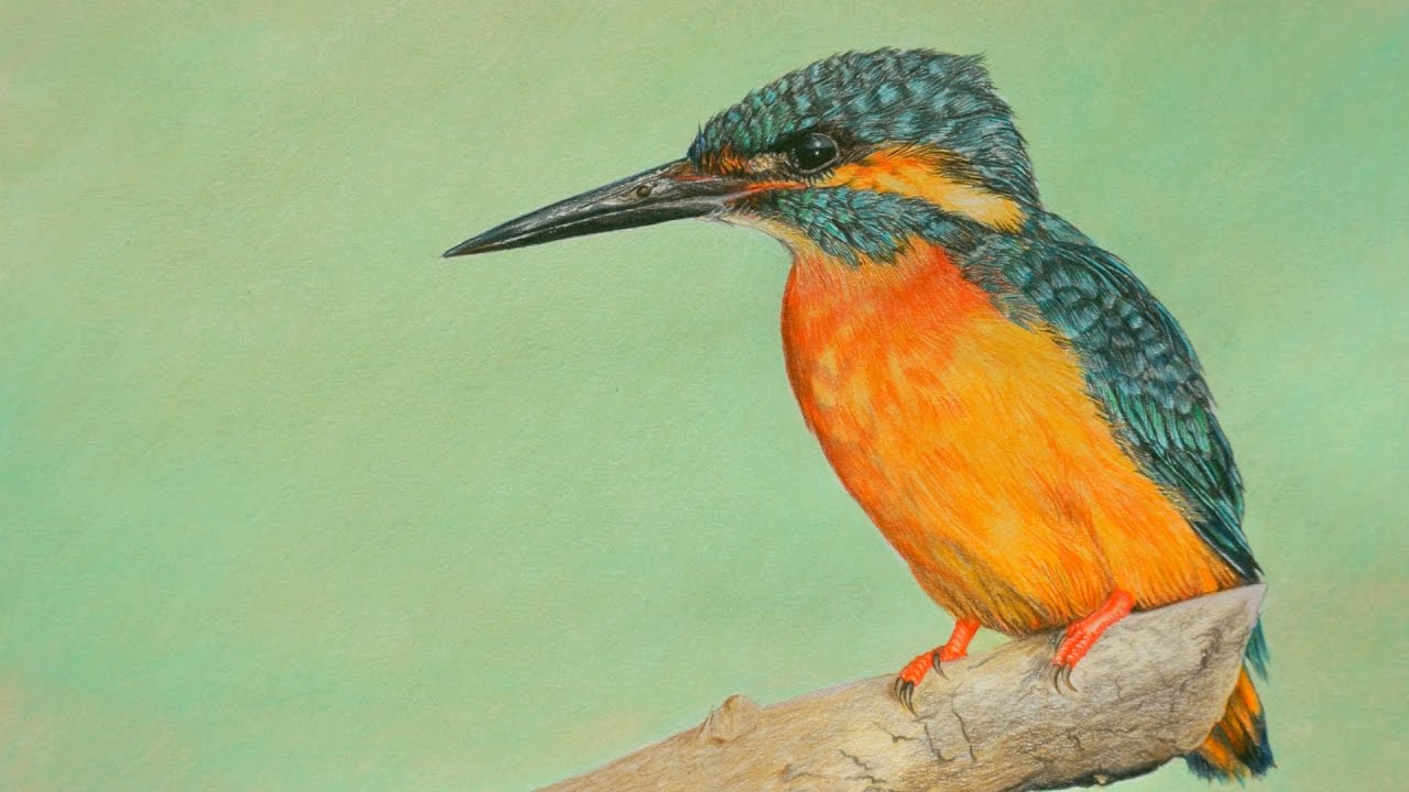 Drawing a Kingfisher Using Colored Pencils
