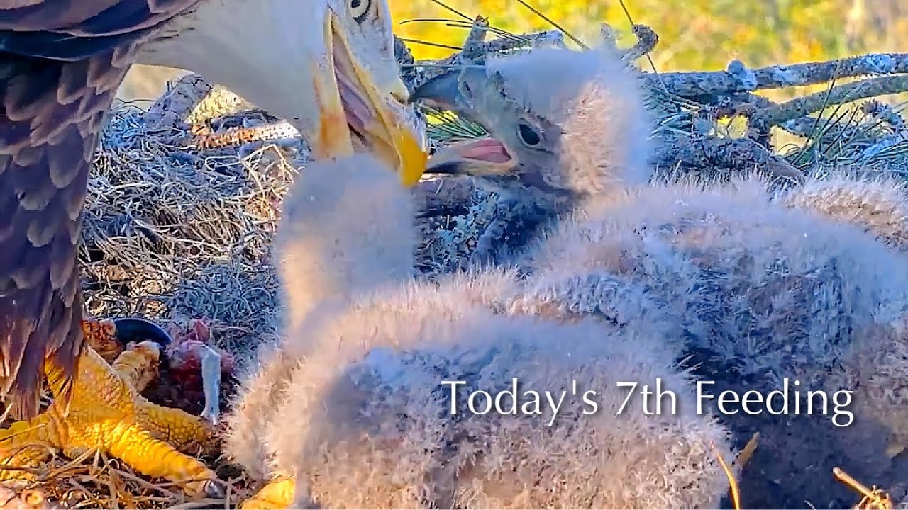 #196🦅NE32🐥20° & NE33🐥18°／NEFL 2025-2026／Gabby💗Beau／by American Eagle Foundation