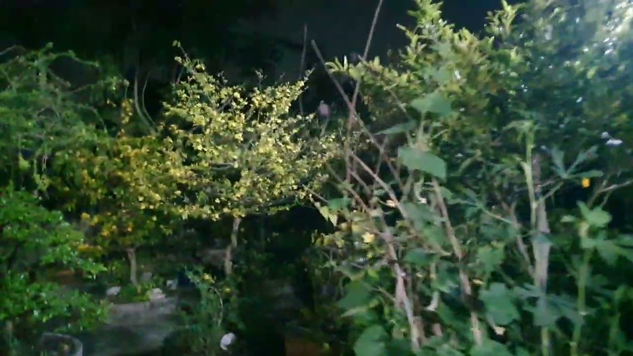 Giao thừa Bính Ngọ.