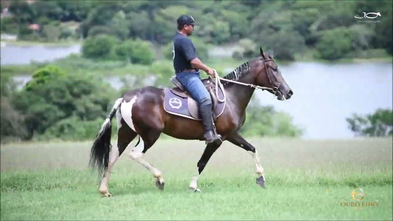 Justiça Fajori
