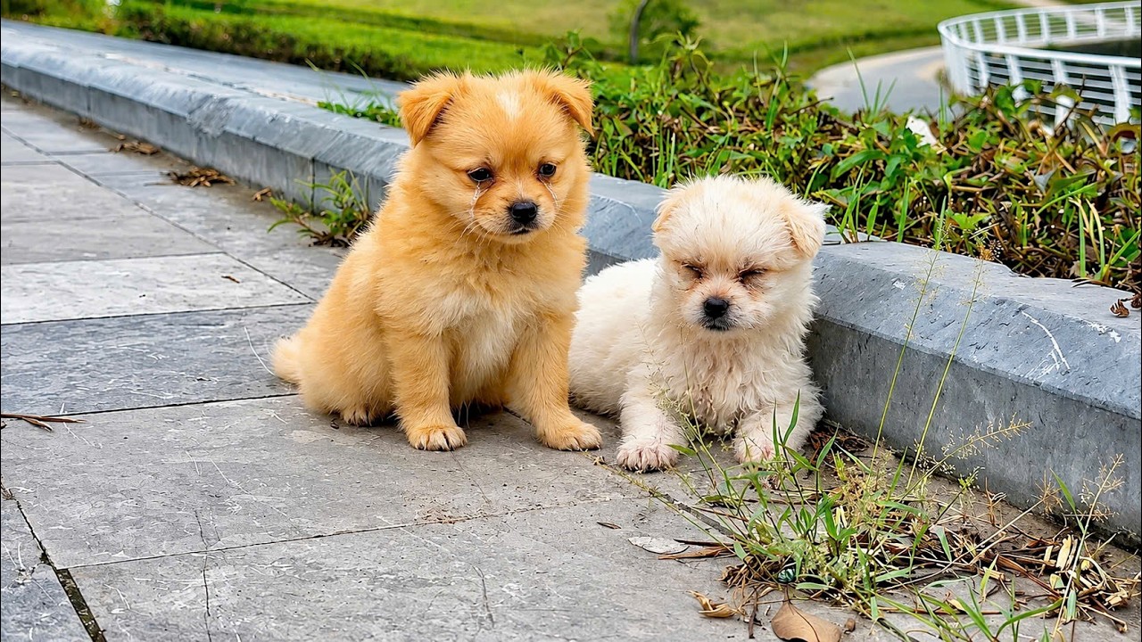I Almost Missed Those Three Shivering Puppies by the Road! Rescue story touched many hearts.