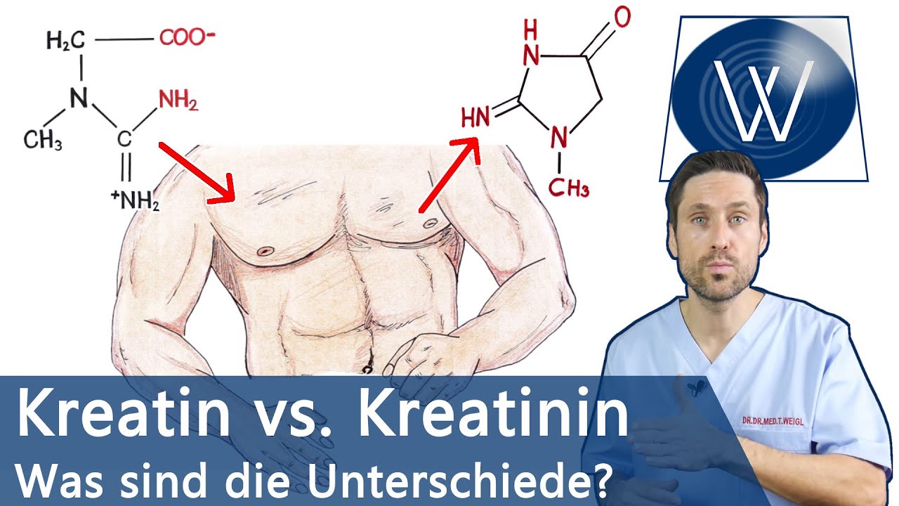 Kreatin vs Kreatinin = Muskelaufbau vs Nierenschaden? Zusammenhänge, Unterschiede, Hintergrundwissen