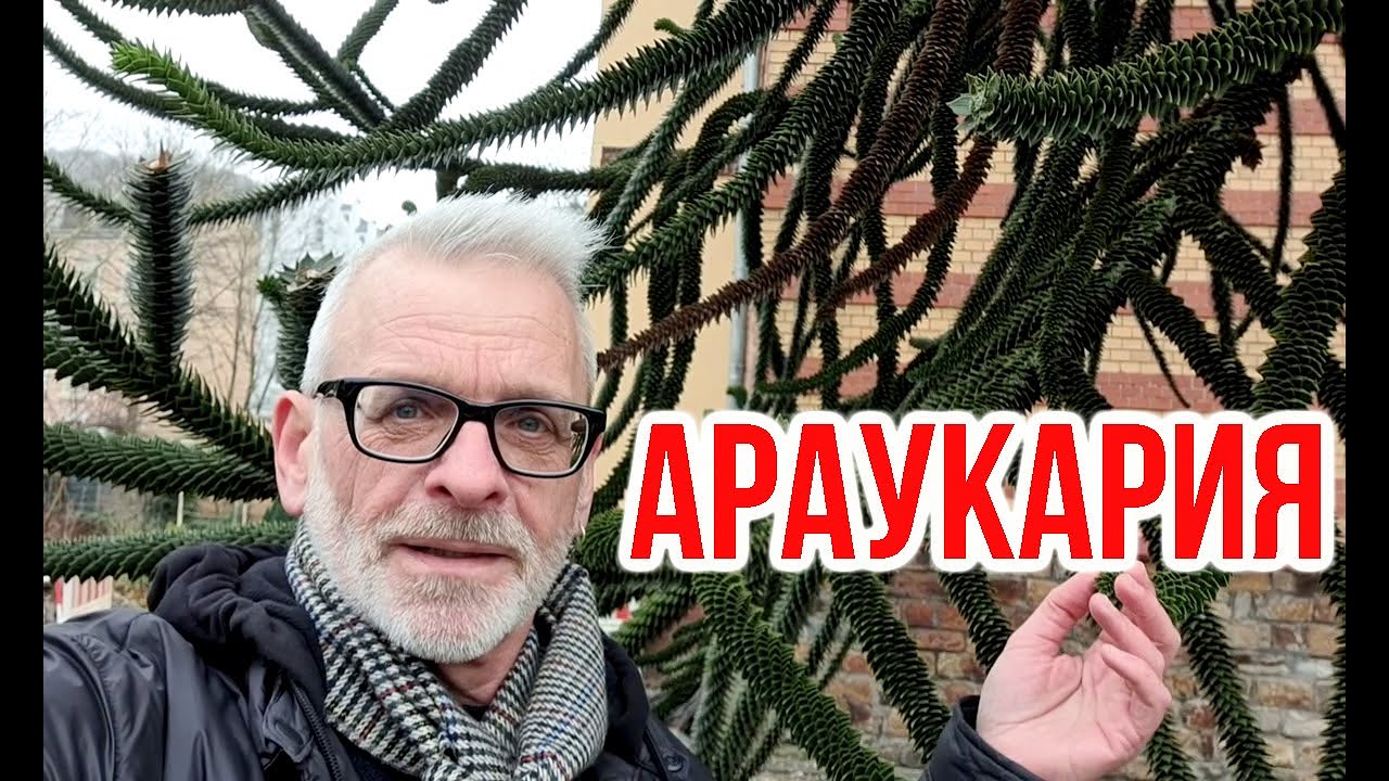 Араукария чилийская  (Araucaria araucana) / Игорь Билевич