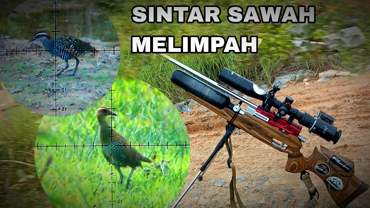 🔴SINTAR SAWAH // BERBURU SINTAR SAWAH. POIN BANYAK ❗❗