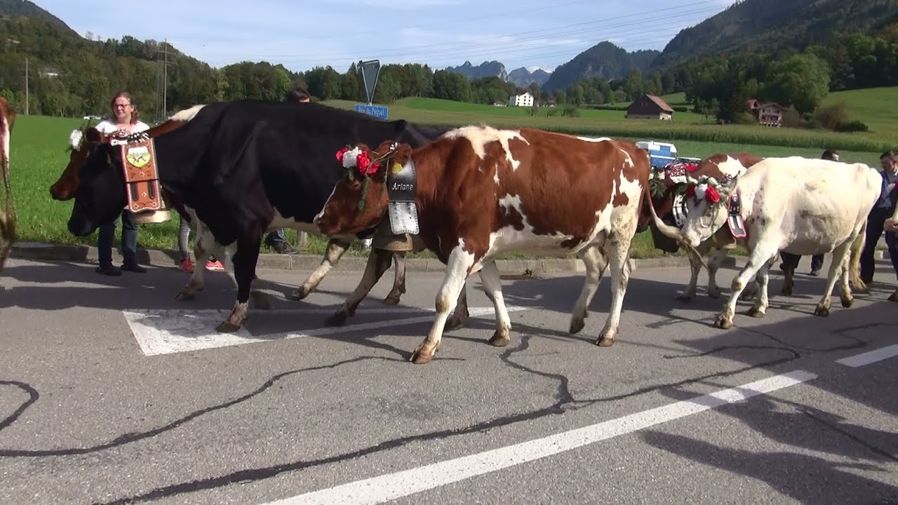 2 octobre 2021 - Désalpes  - 2 superbes troupeaux venant de la vallée du Motélon en Gruyère, Suisse