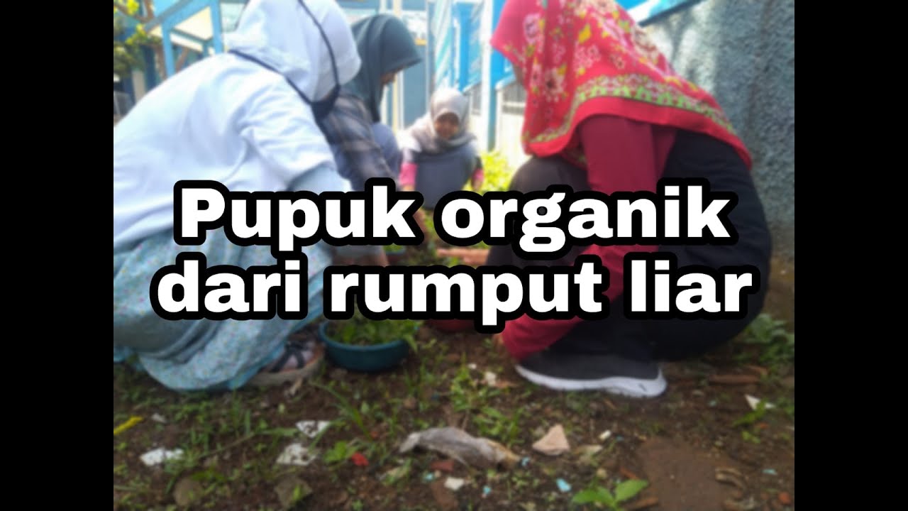 CARA MEMBUAT PUPUK ORGANIK DARI RUMPUT LIAR..