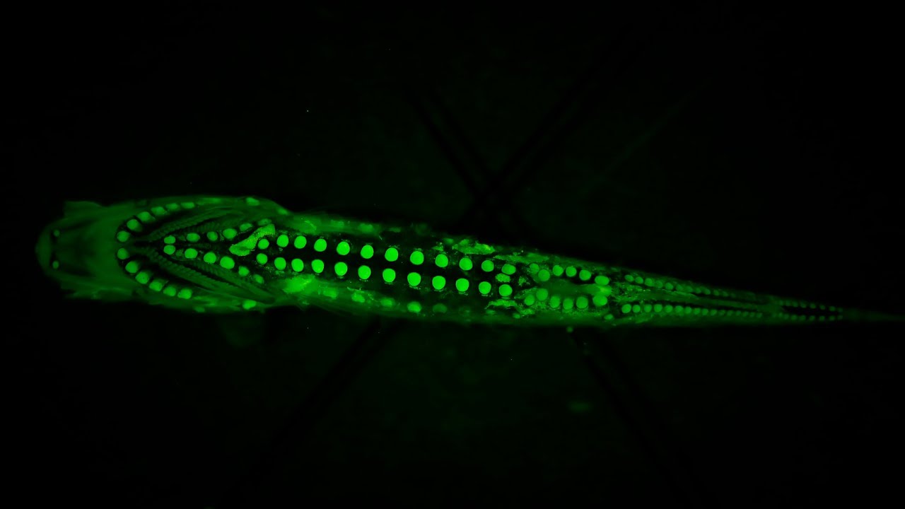 New twilight eye cells discovered in fish