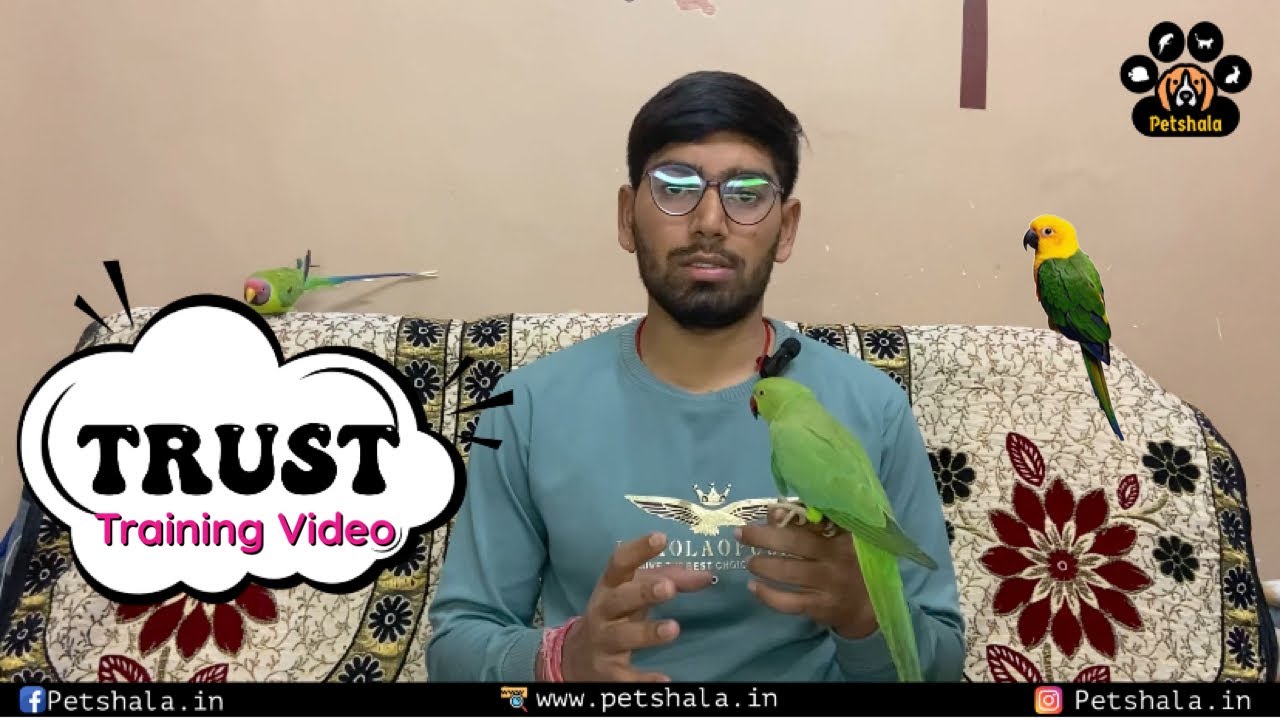 How To Train Parrot | How To Tame Plum Headed Parakeet | Parrot Training In Hindi Part 1