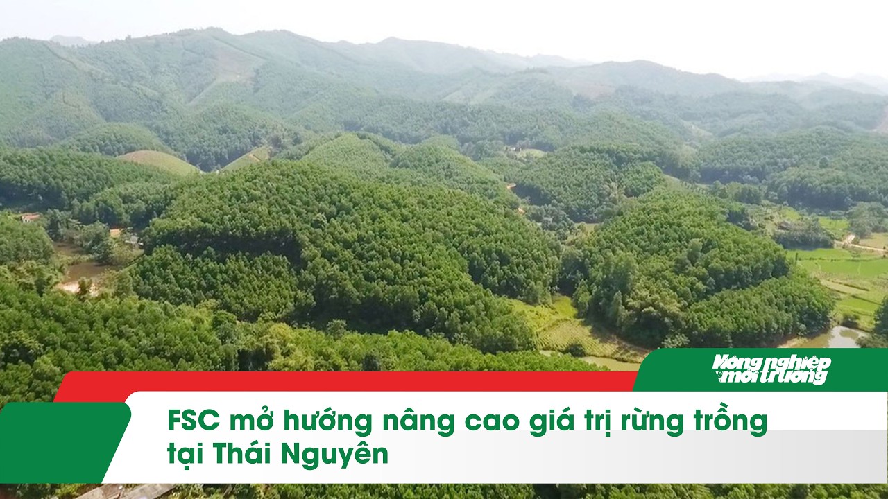 FSC mở hướng nâng cao giá trị rừng trồng tại Thái Nguyên