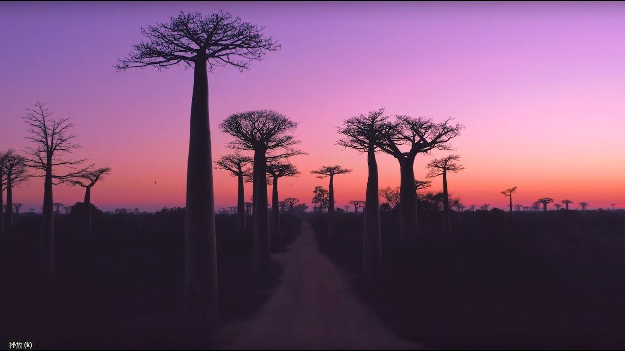 Madagascar 馬達加斯加 2019