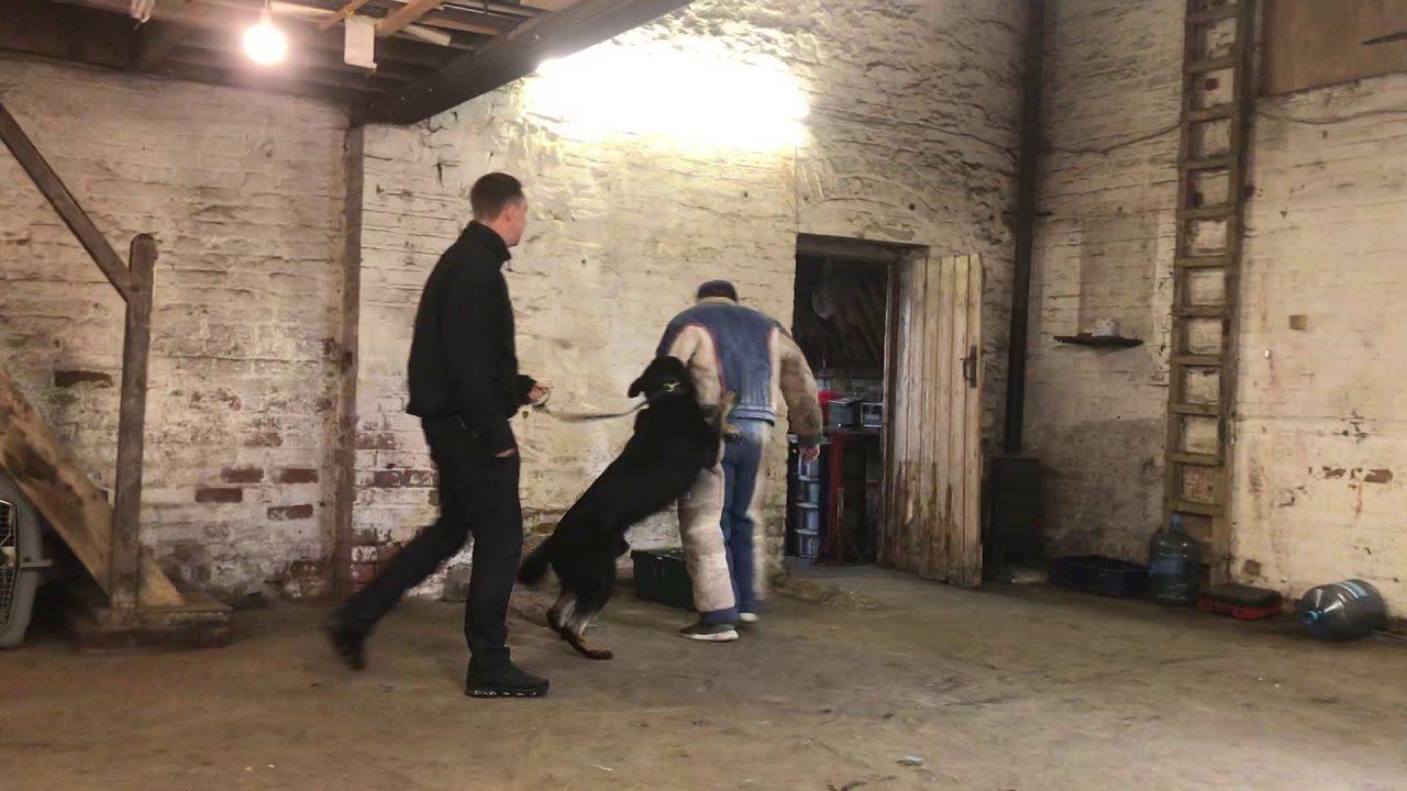 Family protection Dog German Shepherd Demon (surprise attack)