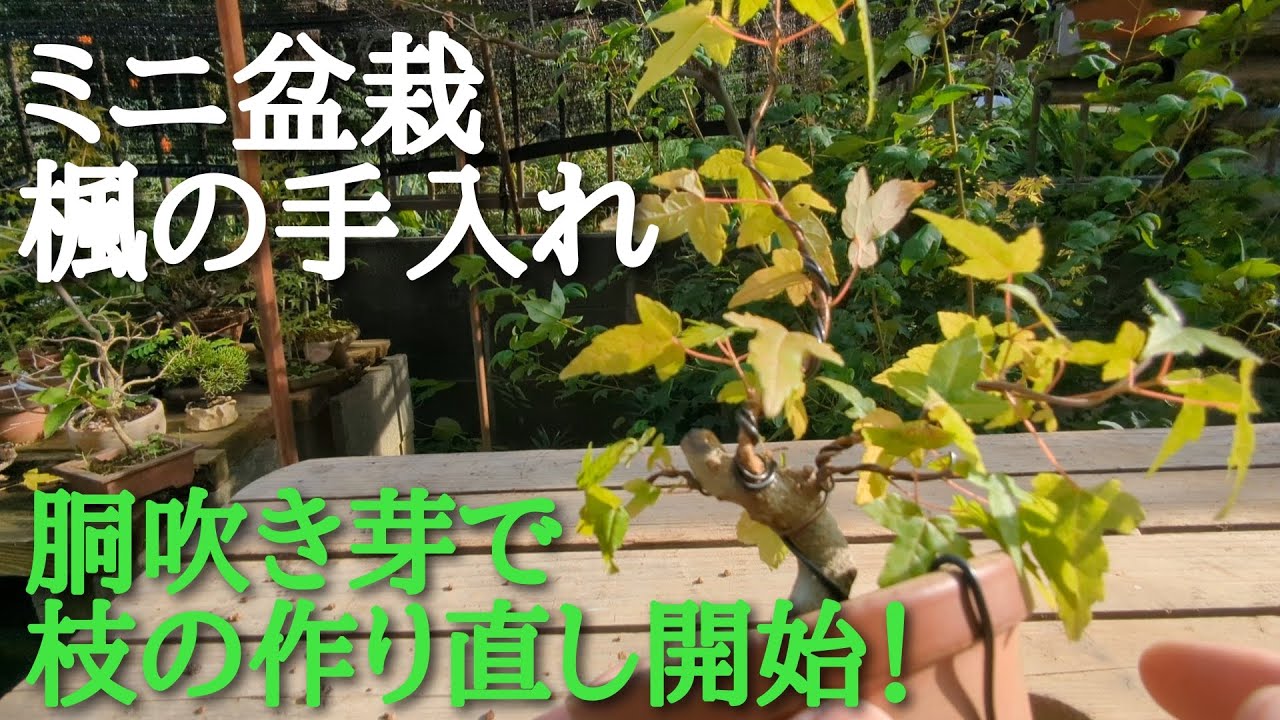 ミニ盆栽楓の手入れ胴吹き芽で枝の作り直し開始！